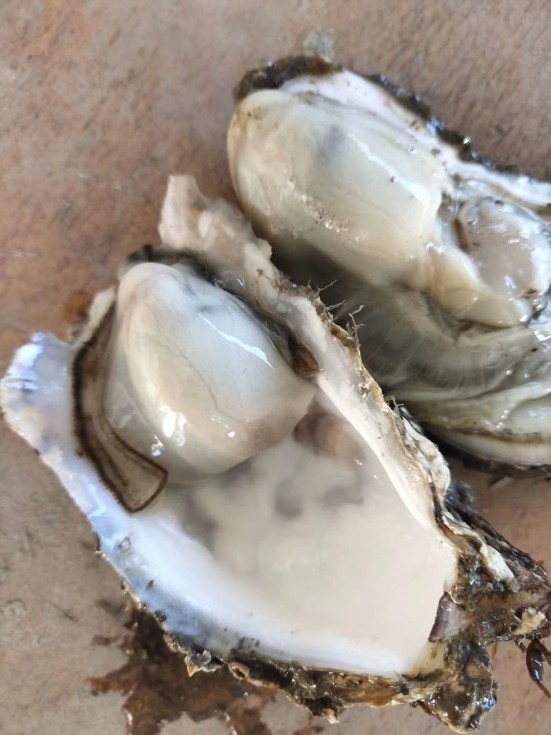 生蚝牡蛎可净化无沙。。。