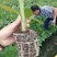 香蕉树矮化盆栽威廉斯b6红香蕉皇帝蕉各种南方果苗四季可种