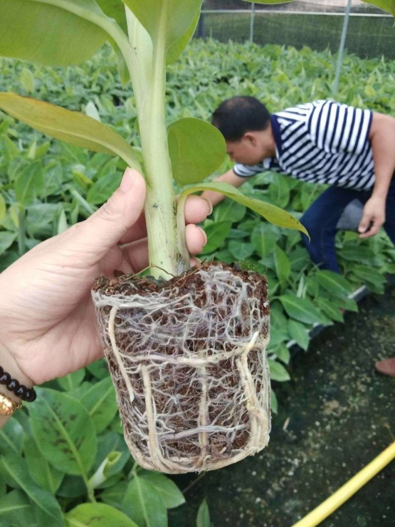 香蕉树矮化盆栽威廉斯b6红香蕉皇帝蕉各种南方果苗四季可种