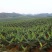 香蕉树矮化盆栽威廉斯b6红香蕉皇帝蕉各种南方果苗四季可种