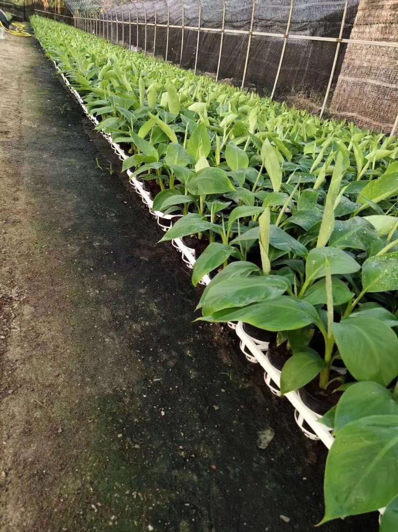 香蕉树矮化盆栽威廉斯b6红香蕉皇帝蕉各种南方果苗四季可种