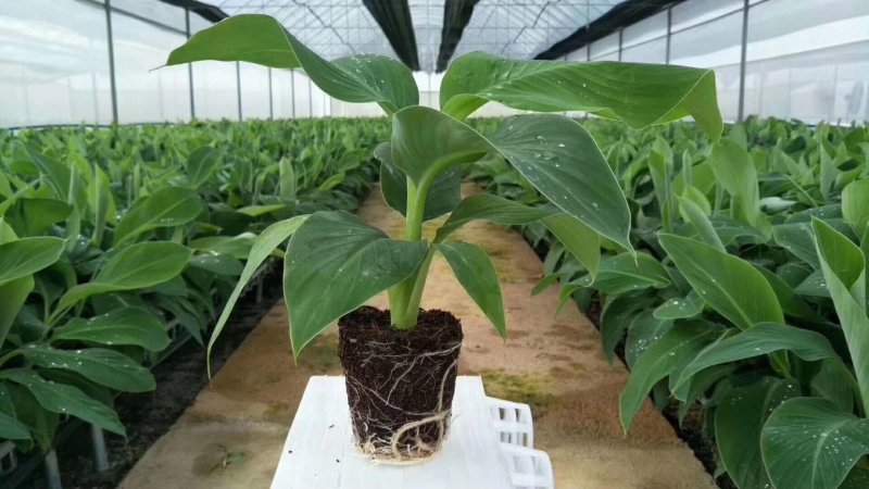 香蕉树矮化盆栽威廉斯b6红香蕉皇帝蕉各种南方果苗四季可种