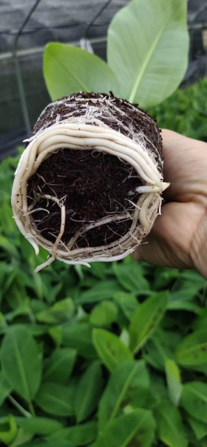 香蕉树矮化盆栽威廉斯b6红香蕉皇帝蕉各种南方果苗四季可种