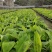 香蕉树矮化盆栽威廉斯b6红香蕉皇帝蕉各种南方果苗四季可种
