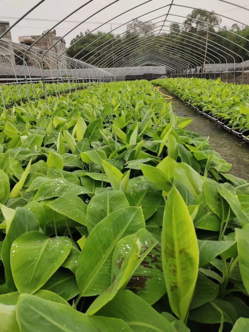 香蕉树矮化盆栽威廉斯b6红香蕉皇帝蕉各种南方果苗四季可种