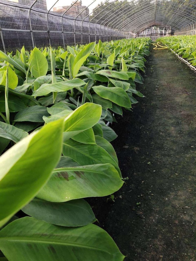 香蕉树矮化盆栽威廉斯b6红香蕉皇帝蕉各种南方果苗四季可种