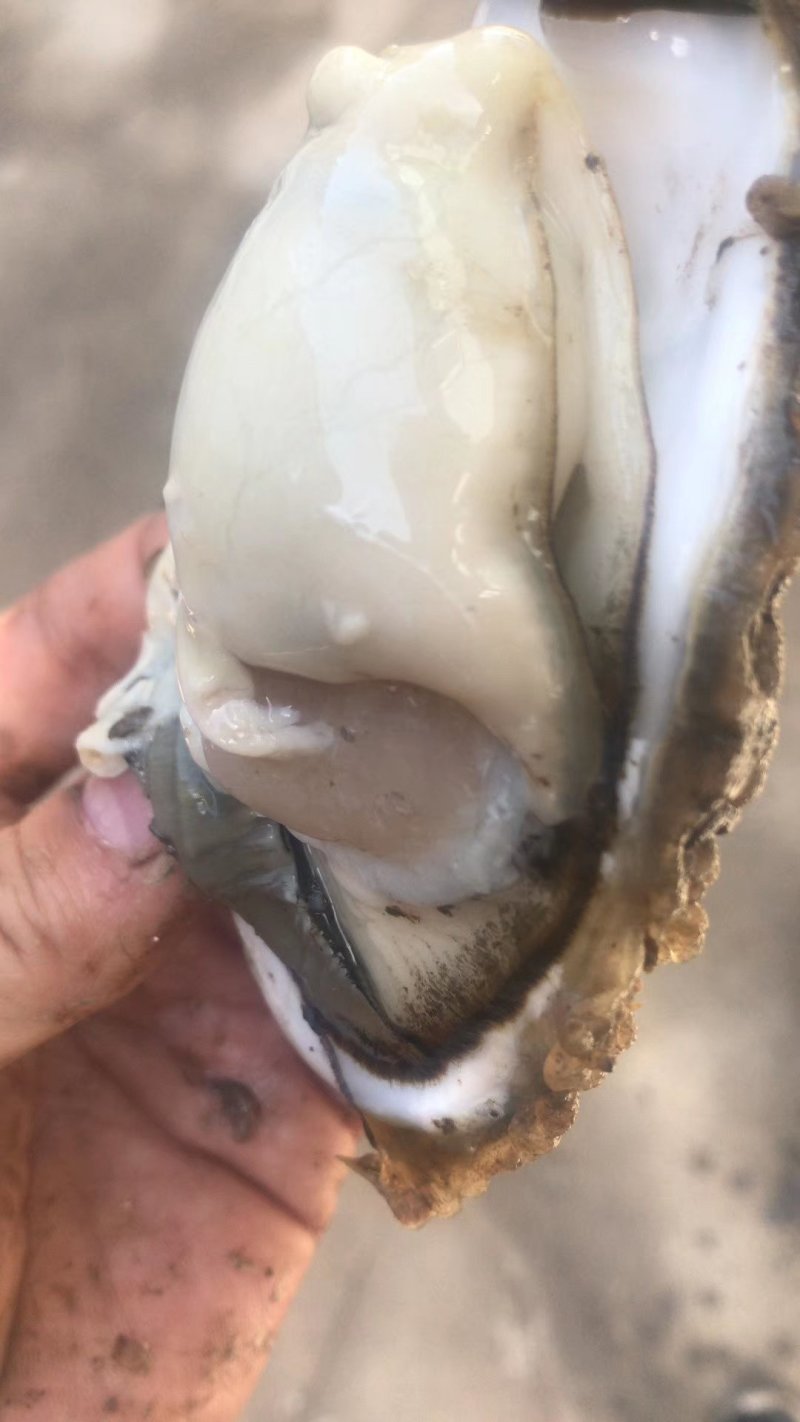 生蚝牡蛎可净化无沙。。。