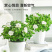 栀子花盆栽四季开花植物室内室外花卉绿植水培观光植物