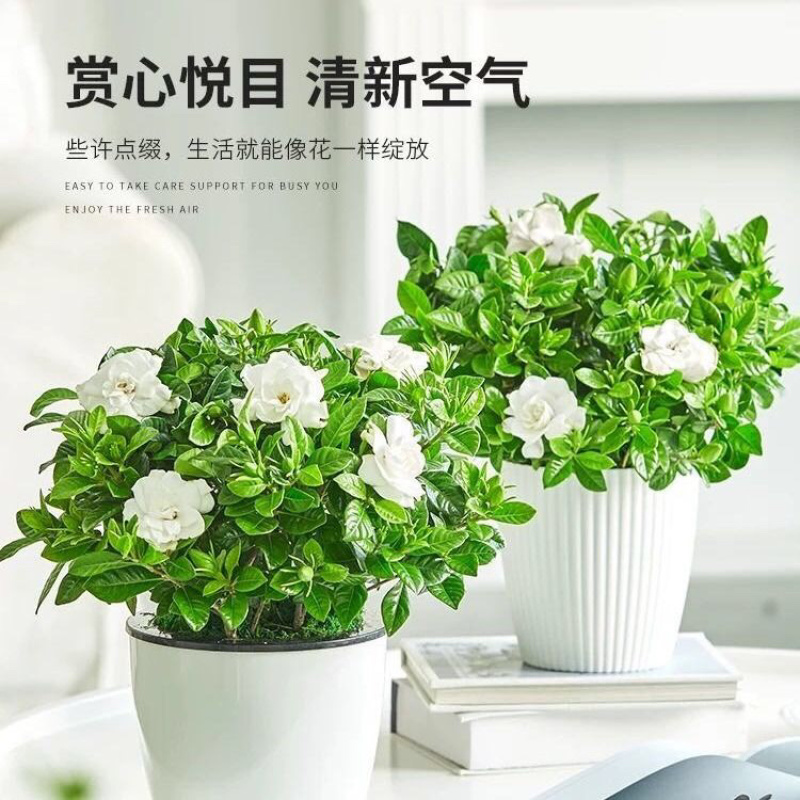 栀子花盆栽四季开花植物室内室外花卉绿植水培观光植物