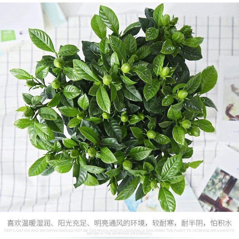 栀子花盆栽四季开花植物室内室外花卉绿植水培观光植物