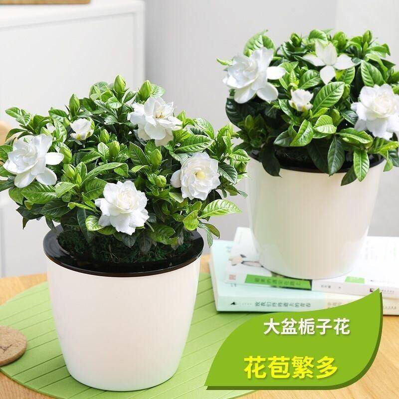 栀子花盆栽四季开花植物室内室外花卉绿植水培观光植物