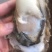 生蚝牡蛎可净化无沙。。。