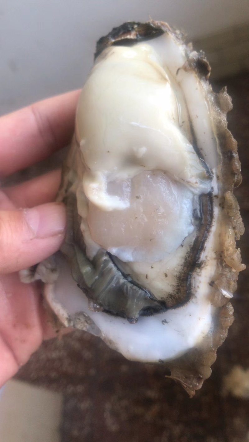 生蚝牡蛎可净化无沙。。。