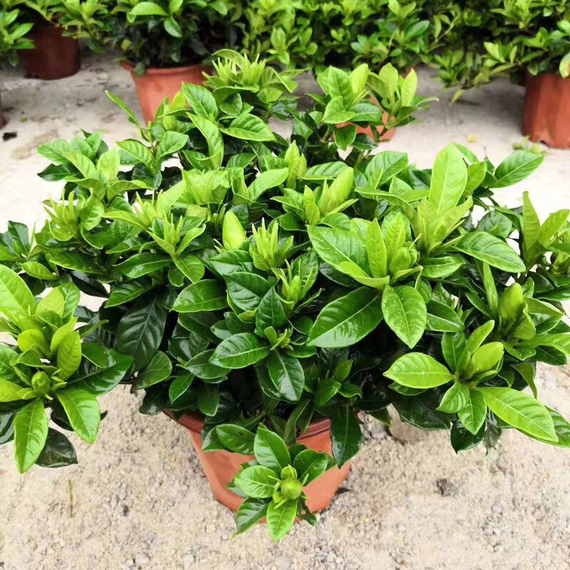栀子花盆栽四季开花植物室内室外花卉绿植水培观光植物