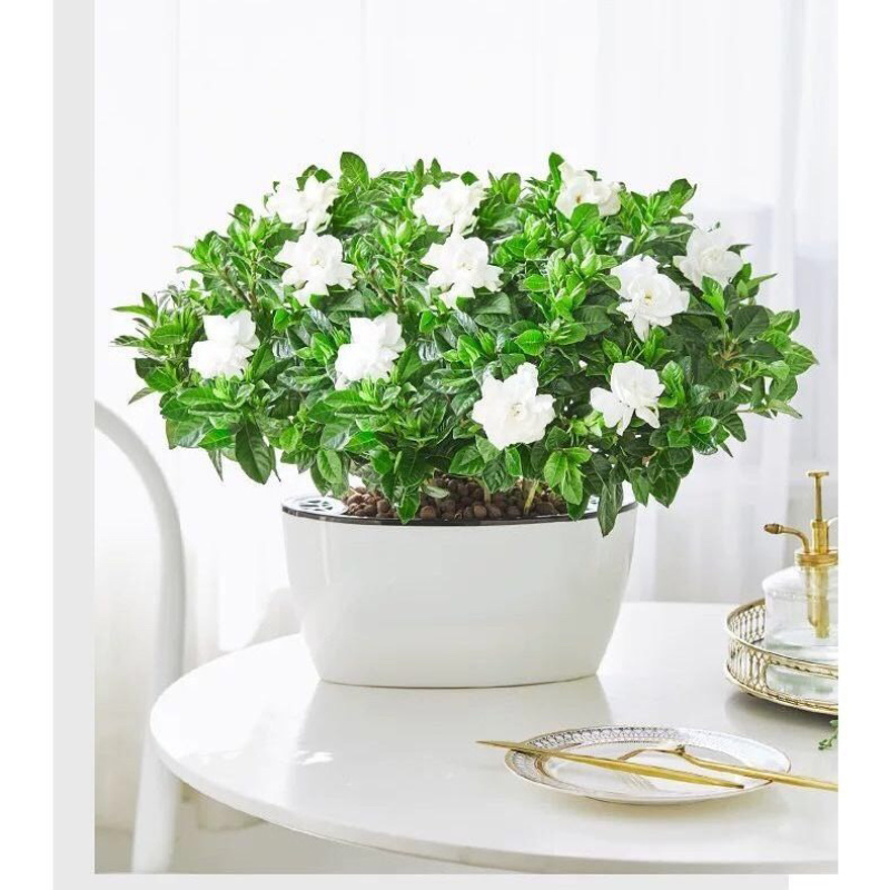 栀子花盆栽四季开花植物室内室外花卉绿植水培观光植物