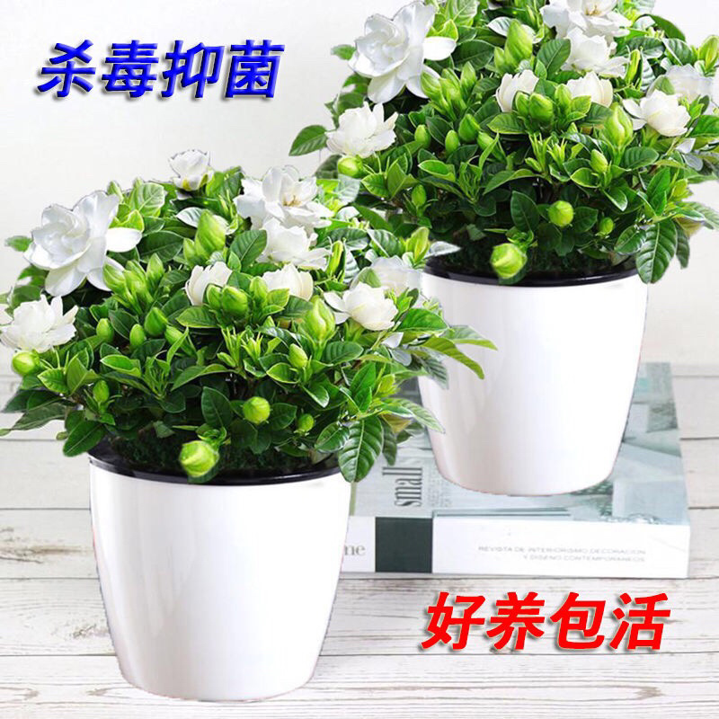 栀子花盆栽四季开花植物室内室外花卉绿植水培观光植物