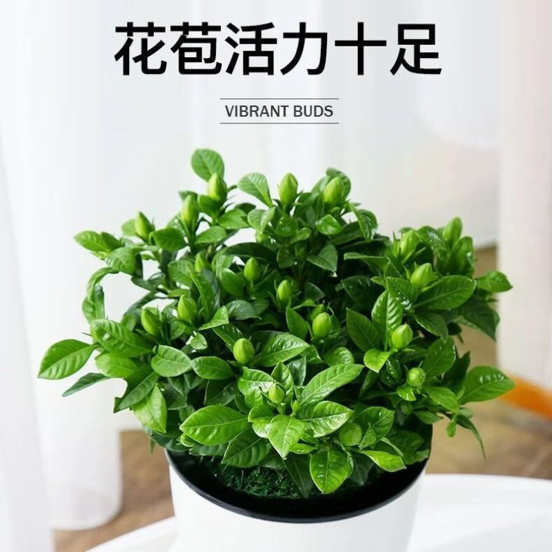 栀子花盆栽四季开花植物室内室外花卉绿植水培观光植物
