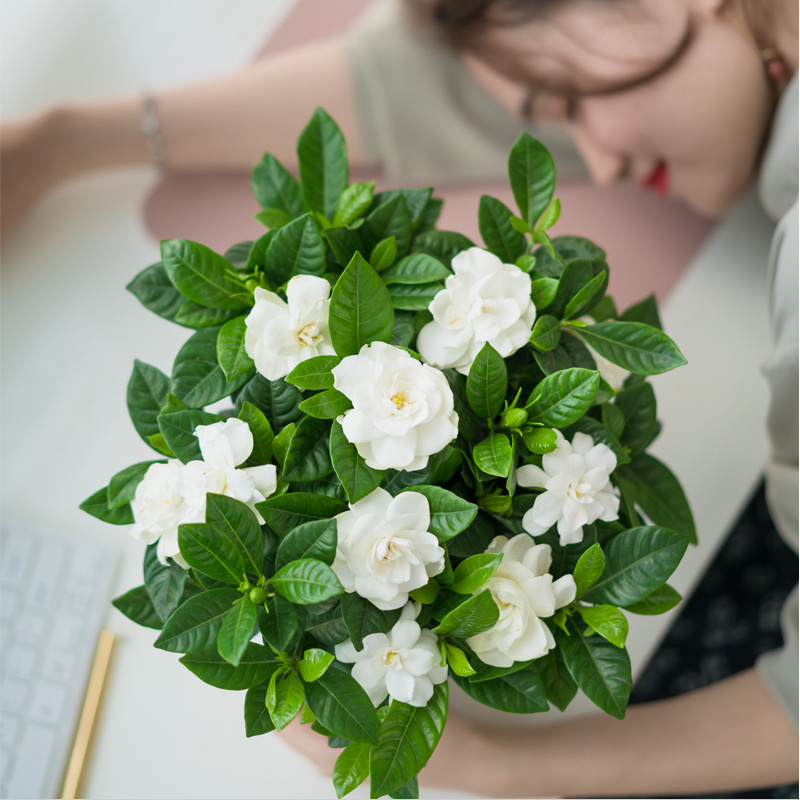 栀子花盆栽四季开花植物室内室外花卉绿植水培观光植物