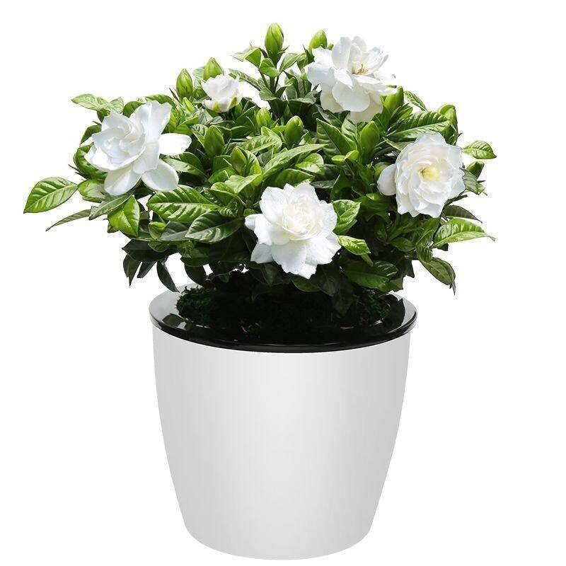栀子花盆栽四季开花植物室内室外花卉绿植水培观光植物