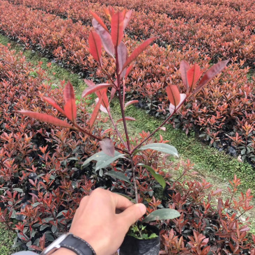 红叶石楠杯苗12杯红叶石楠16杯红叶石楠绿篱等