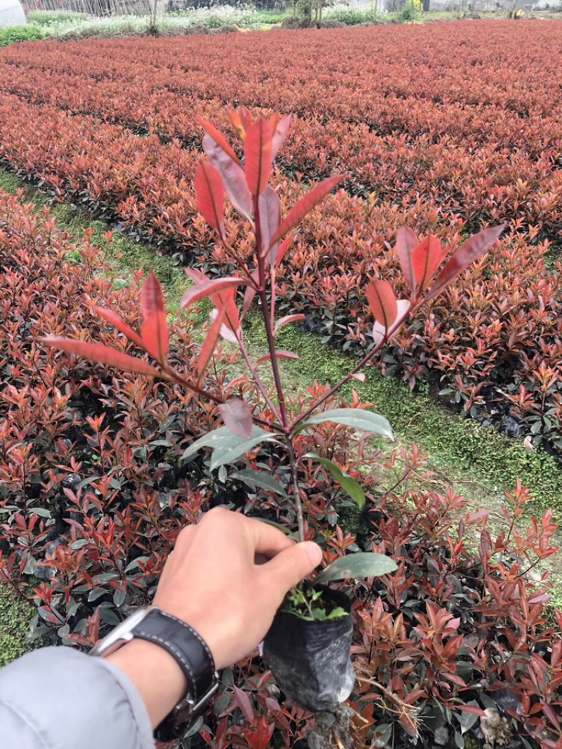 红叶石楠杯苗12杯红叶石楠16杯红叶石楠绿篱等