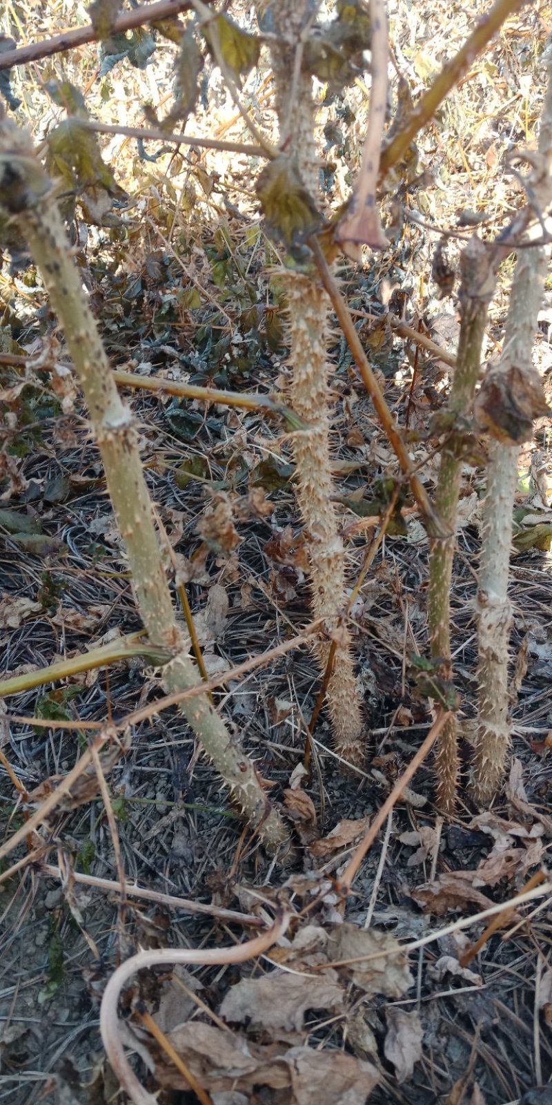 刺嫩芽苗自家培育的抗寒品种以及刺嫩芽籽
