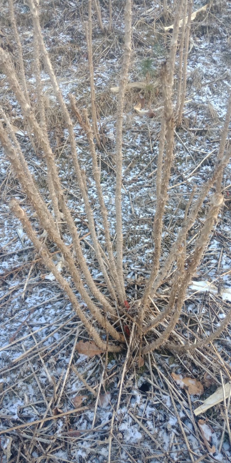 刺嫩芽苗自家培育的抗寒品种以及刺嫩芽籽