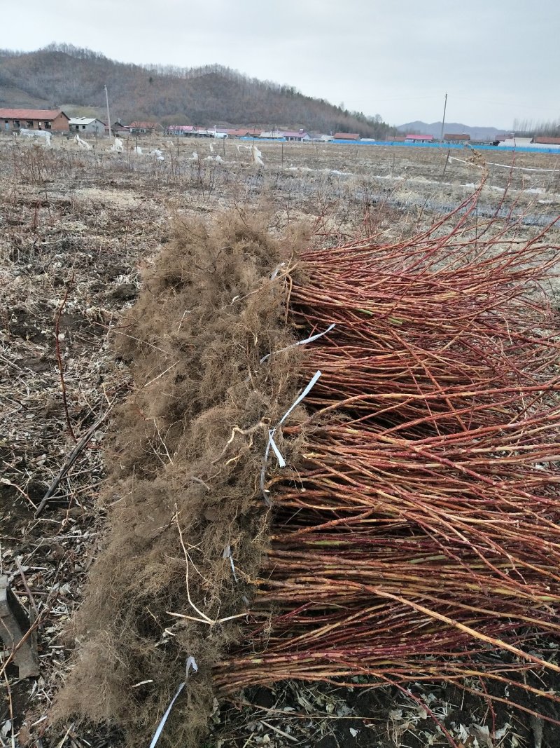 树莓红树莓双季红树莓介树莓种苗批发双季树莓苗种植基地介绍