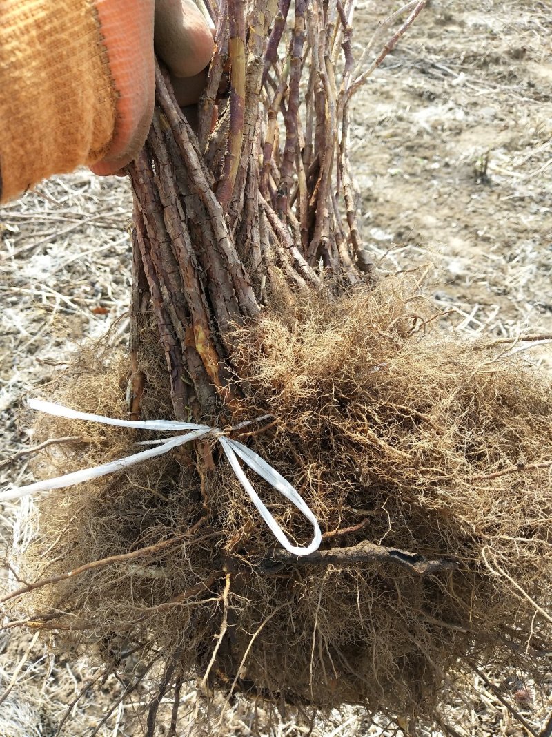 树莓红树莓双季红树莓介树莓种苗批发双季树莓苗种植基地介绍