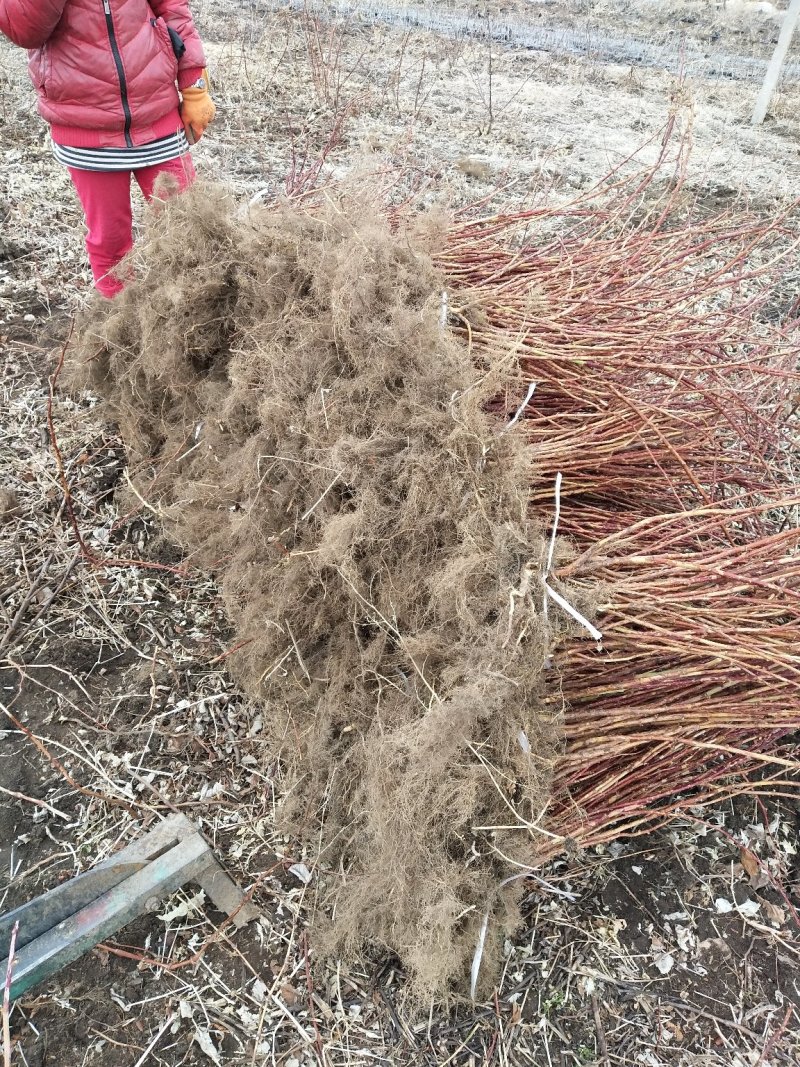 树莓红树莓双季红树莓介树莓种苗批发双季树莓苗种植基地介绍