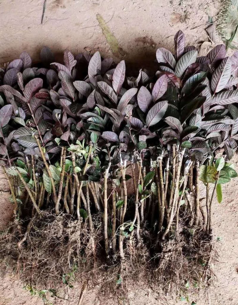 番石榴树苗正宗胭脂红苗新嫁接苗紫色番石榴苗当年四季种植