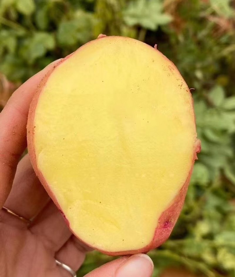 云南高山新鲜红皮黄心特大土豆10斤马铃薯包邮农家小洋芋5