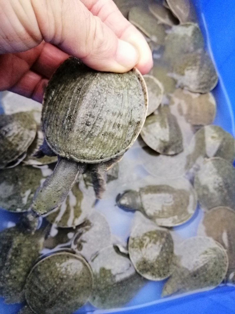 大量批发各规格甲鱼苗（中华鳖苗），量大价优