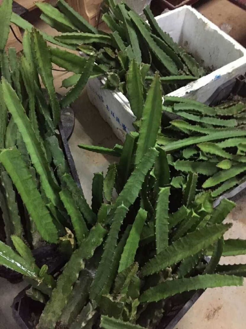 火龙果树苗新品种扦插有根苗红心果黄龙黄皮白肉果苗带叶发