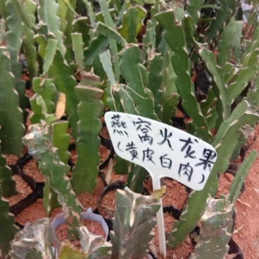 火龙果树苗新品种扦插有根苗红心果黄龙黄皮白肉果苗带叶发