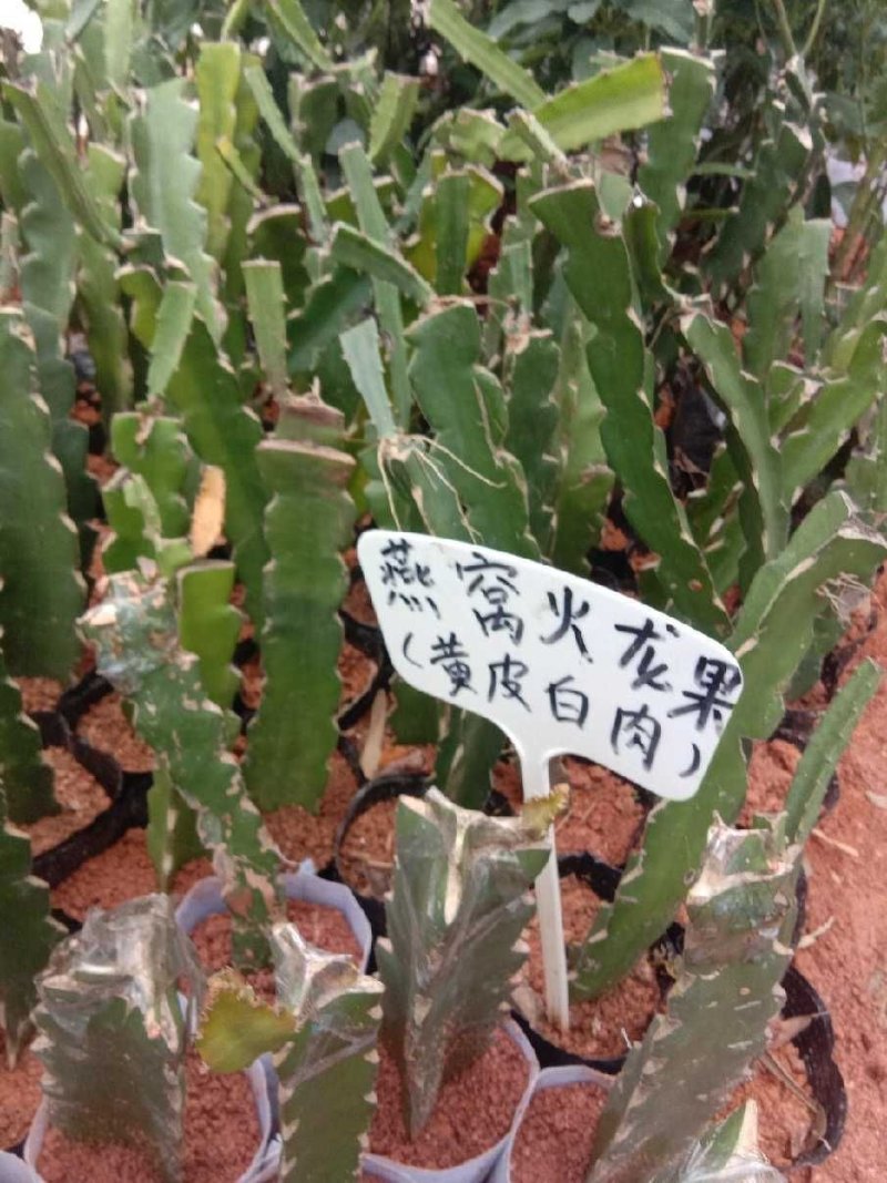 火龙果树苗新品种扦插有根苗红心果黄龙黄皮白肉果苗带叶发