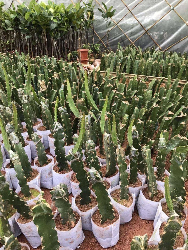 火龙果树苗新品种扦插有根苗红心果黄龙黄皮白肉果苗带叶发