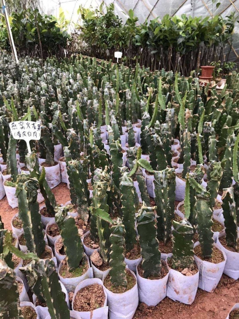 火龙果树苗新品种扦插有根苗红心果黄龙黄皮白肉果苗带叶发