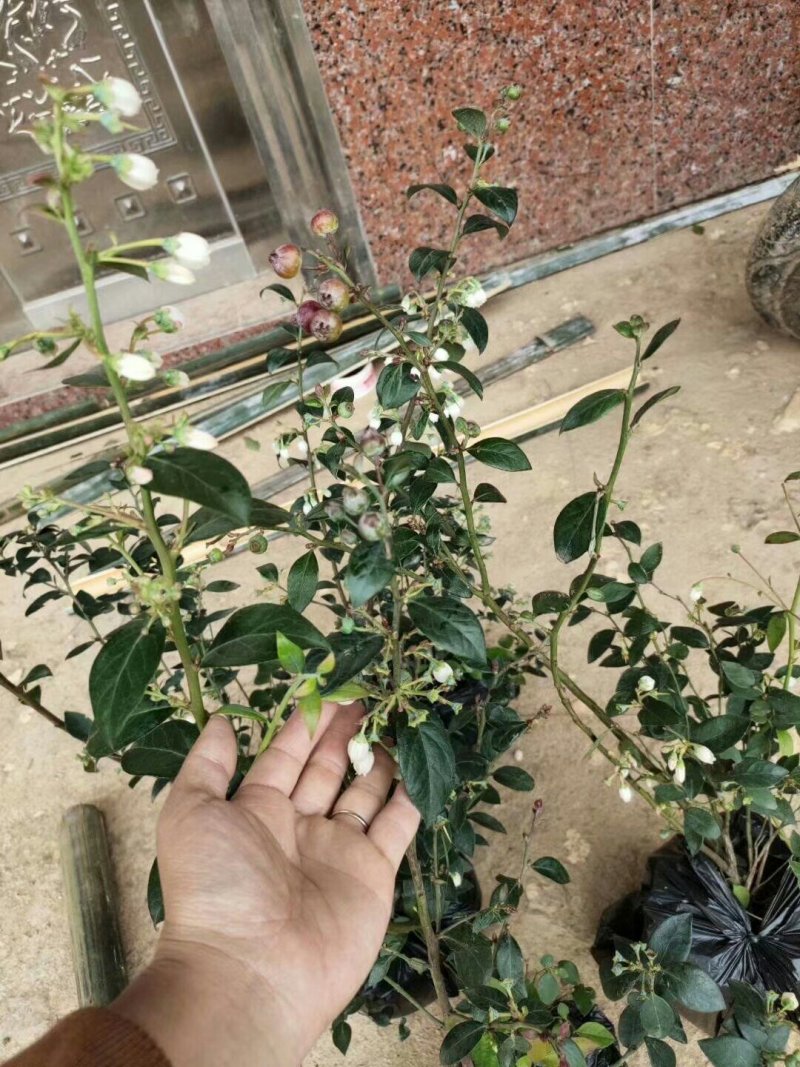 蓝莓树苗蓝莓苗当年种植当年挂果蓝莓树苗广西发货