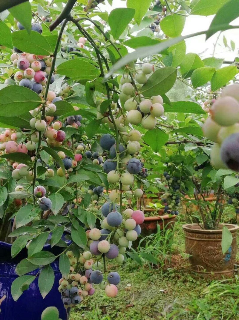 蓝莓树苗蓝莓苗当年种植当年挂果蓝莓树苗广西发货