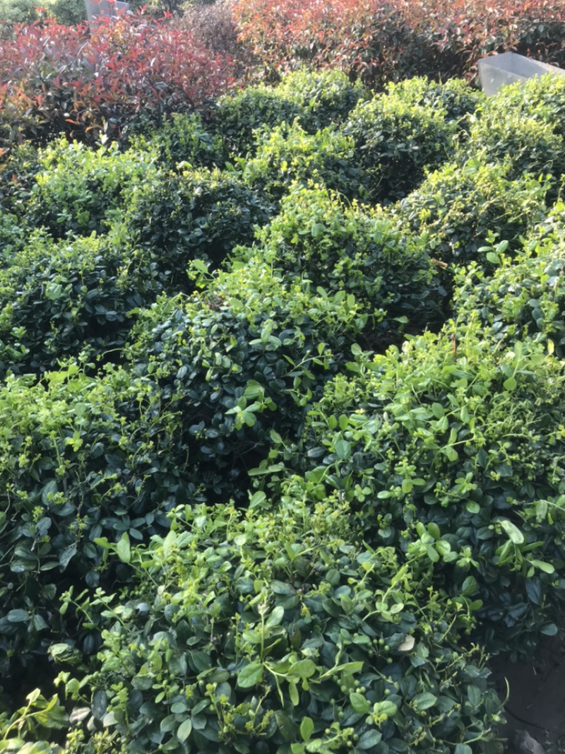 枸骨球60-150冠需要欢迎电话联系