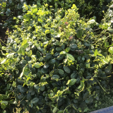 枸骨球60-150冠需要欢迎电话联系