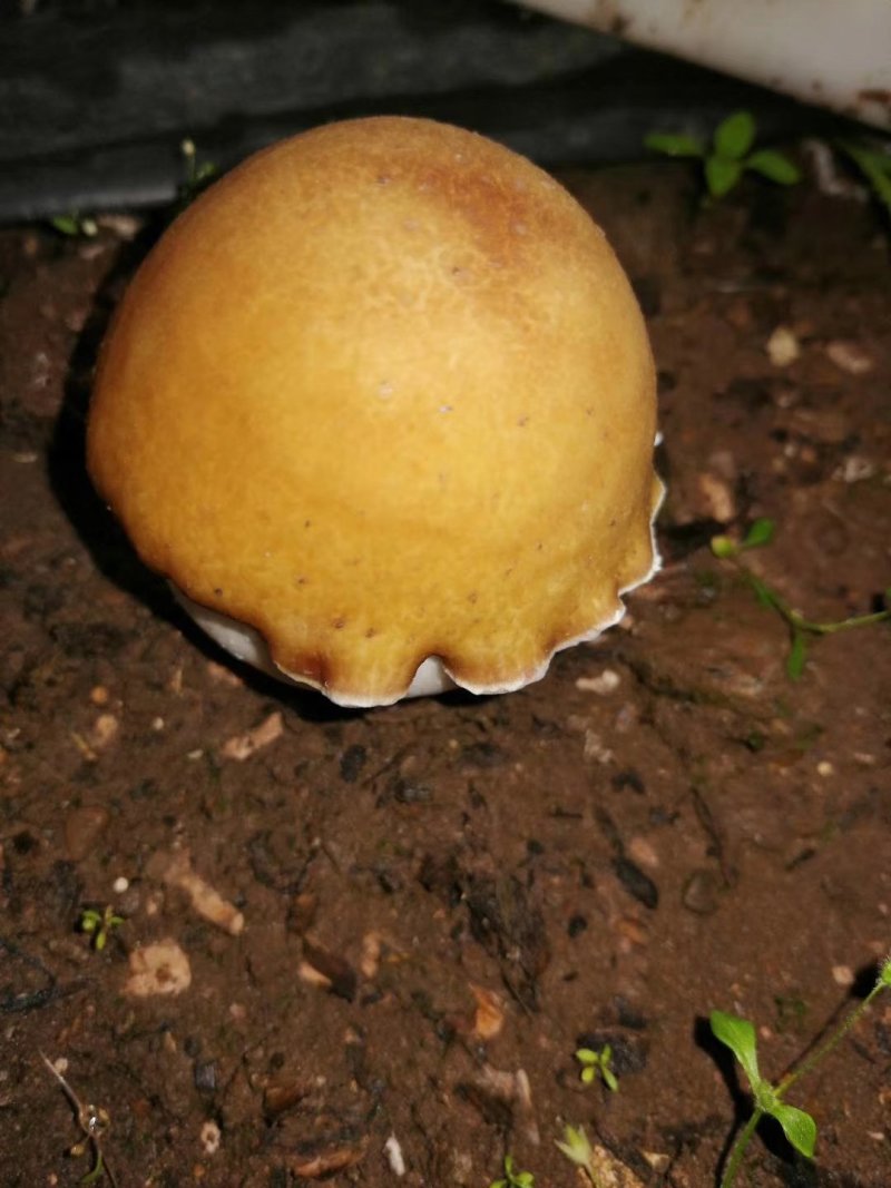赤松茸