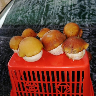赤松茸