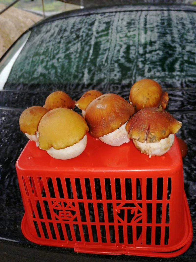 赤松茸