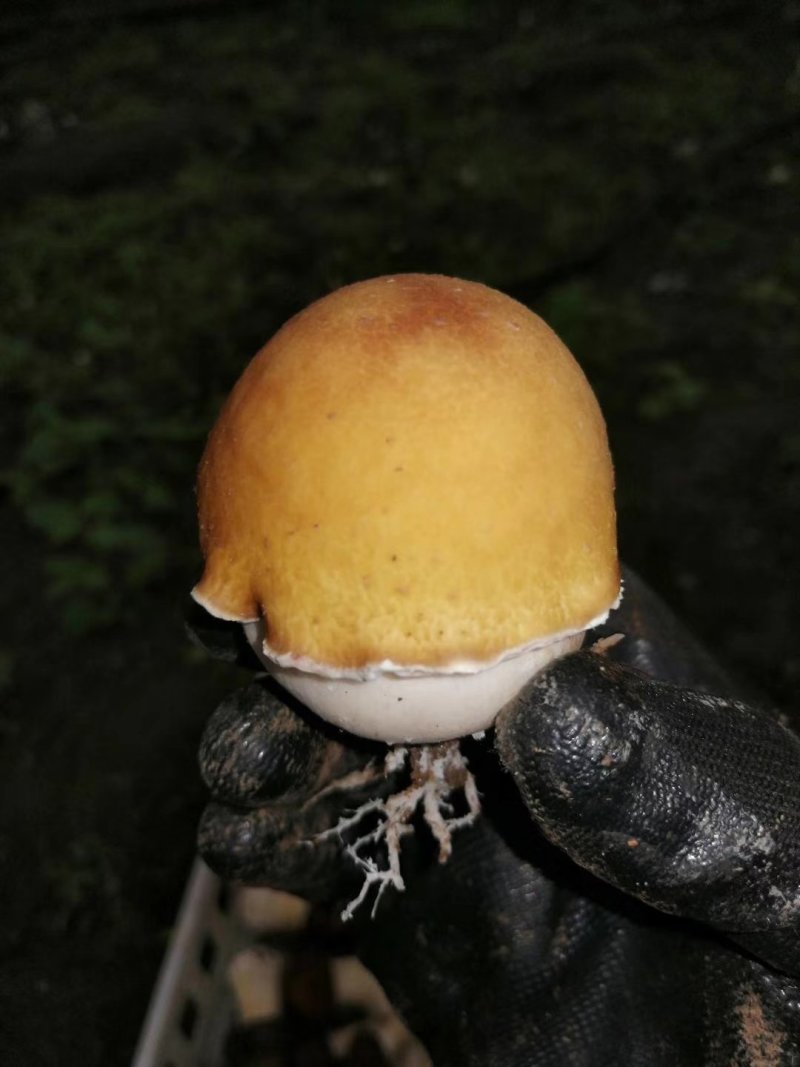 赤松茸