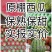 《红玉西瓜》《2k》《包熟包甜红瓤》产地直销一手货源