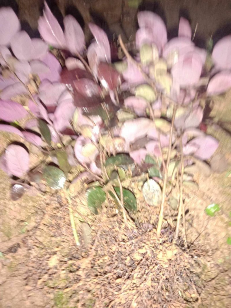 红继木苗红继木扦插小苗广西桂林产地直销包邮免运费