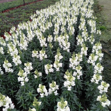 金鱼草，金鱼草工程苗，金鱼草杯苗基地批发