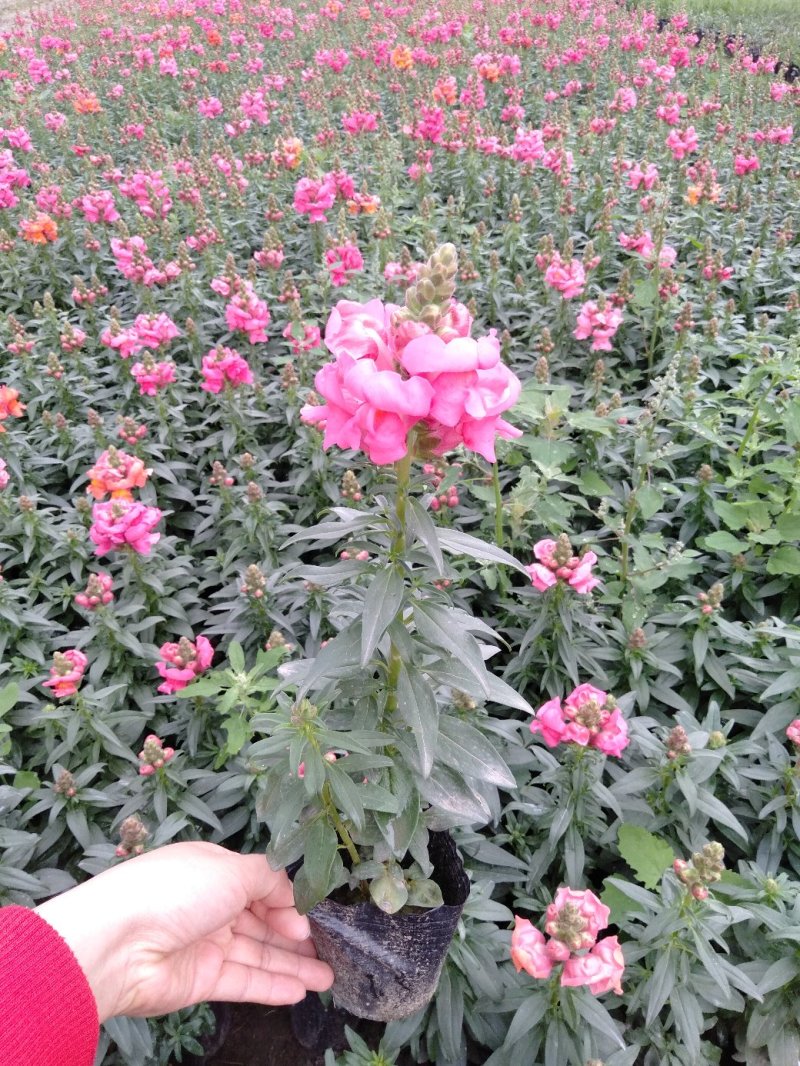 金鱼草，金鱼草工程苗，金鱼草杯苗基地批发
